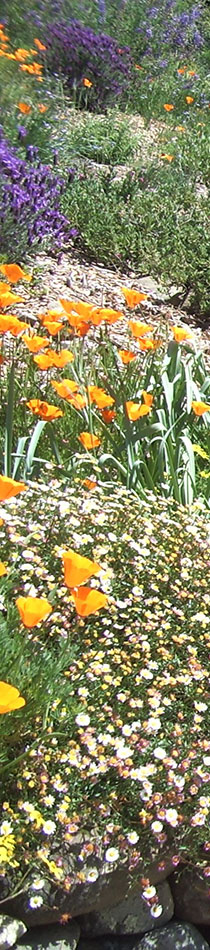 garden developemnt at sonoma mountain landscape