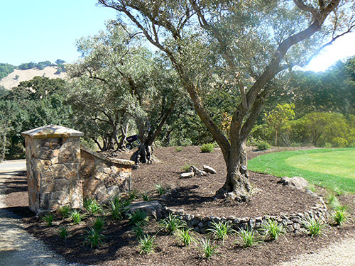 Sonoma Mountain Landscape featured landscape design Sonoma Mountain Landscape featured landscape design