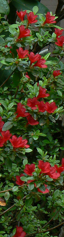 landscaping in sonoma